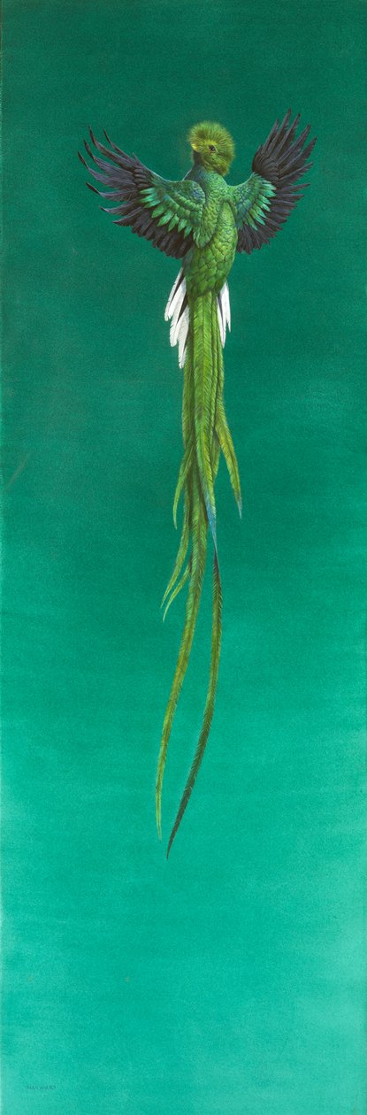 Quetzal door Tim Hayward
