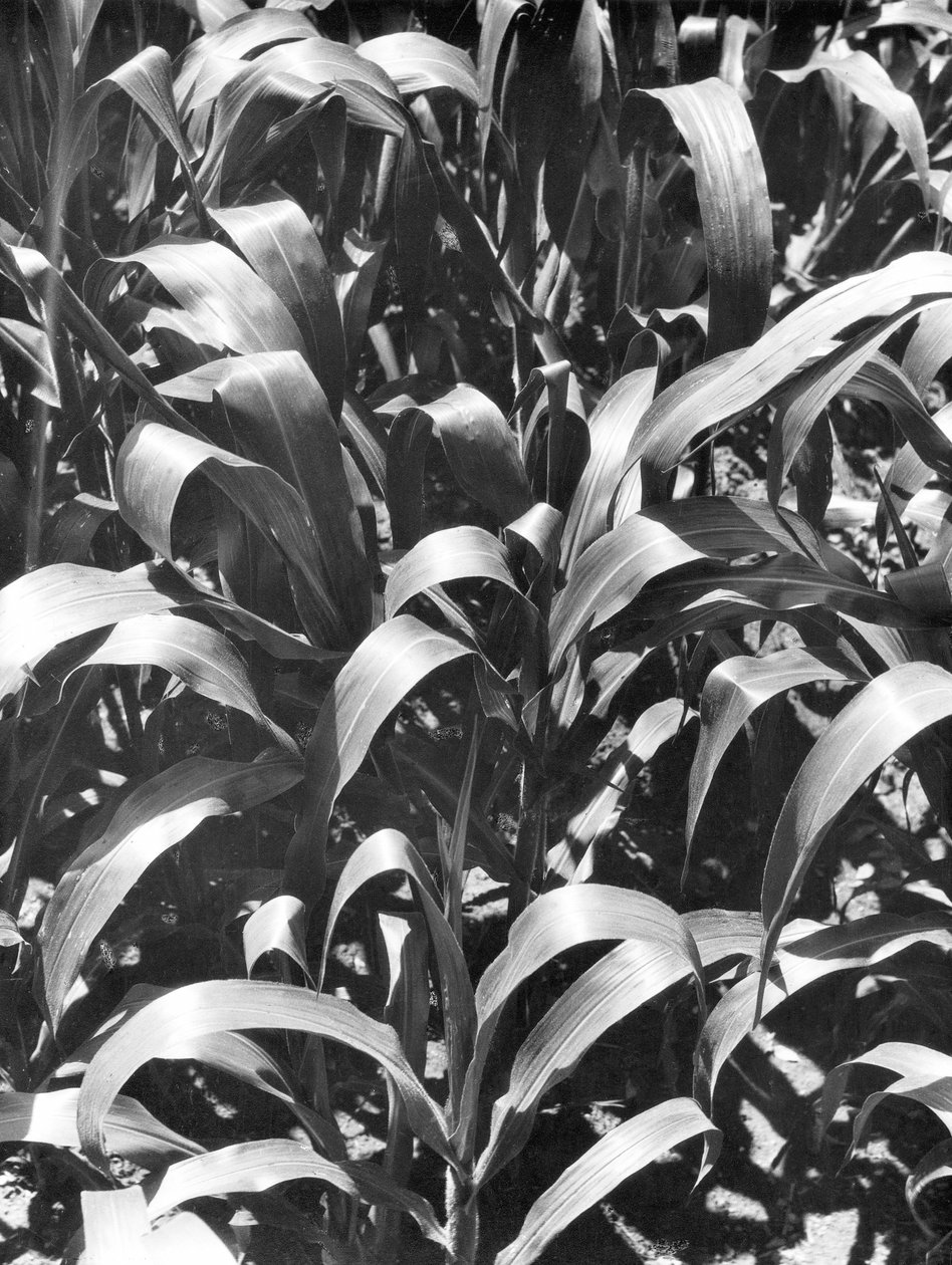 Maïsplanten, Mexico, ca. 1929 door Tina Modotti