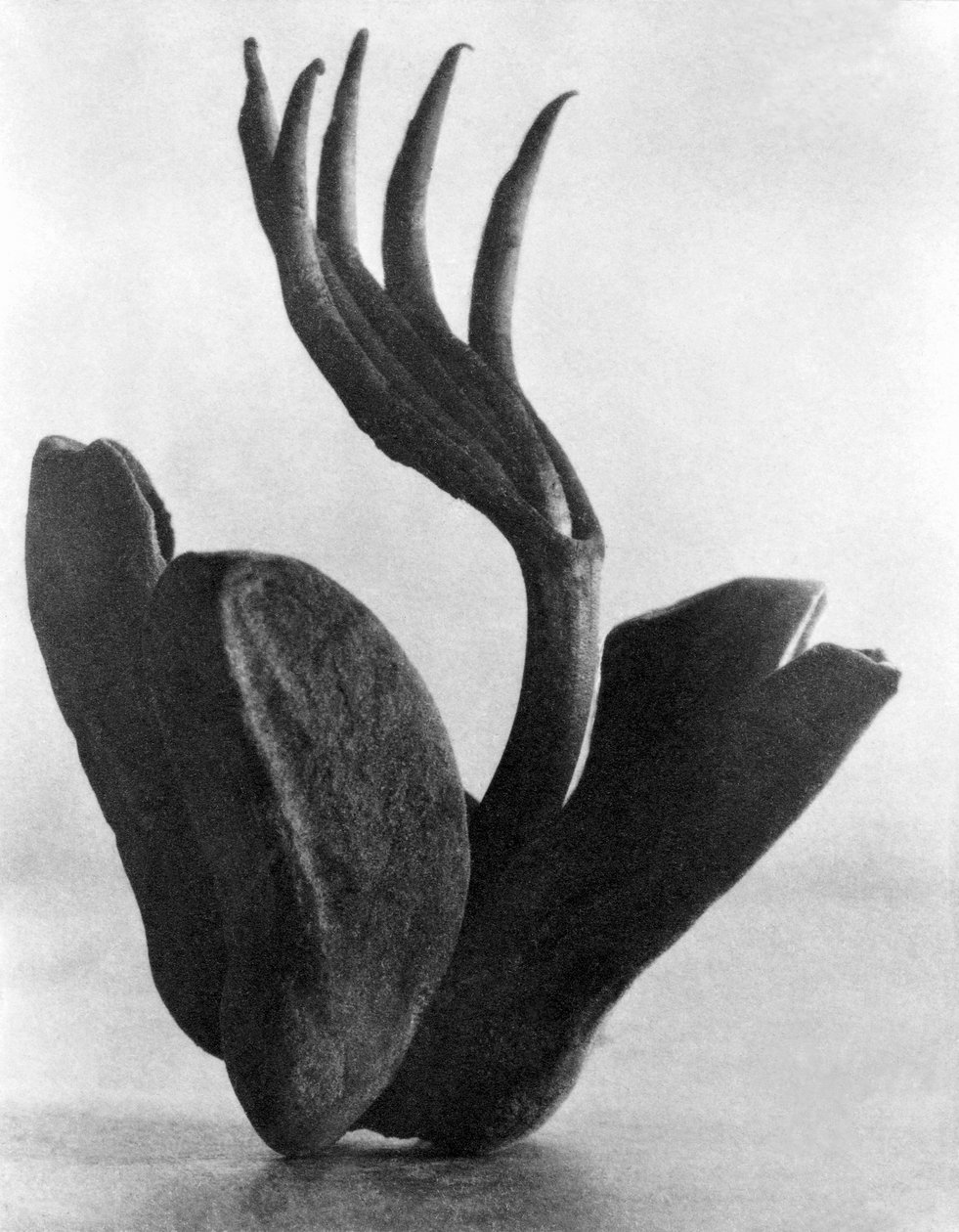 Flor de Manita, Mexico-Stad, 1925 door Tina Modotti