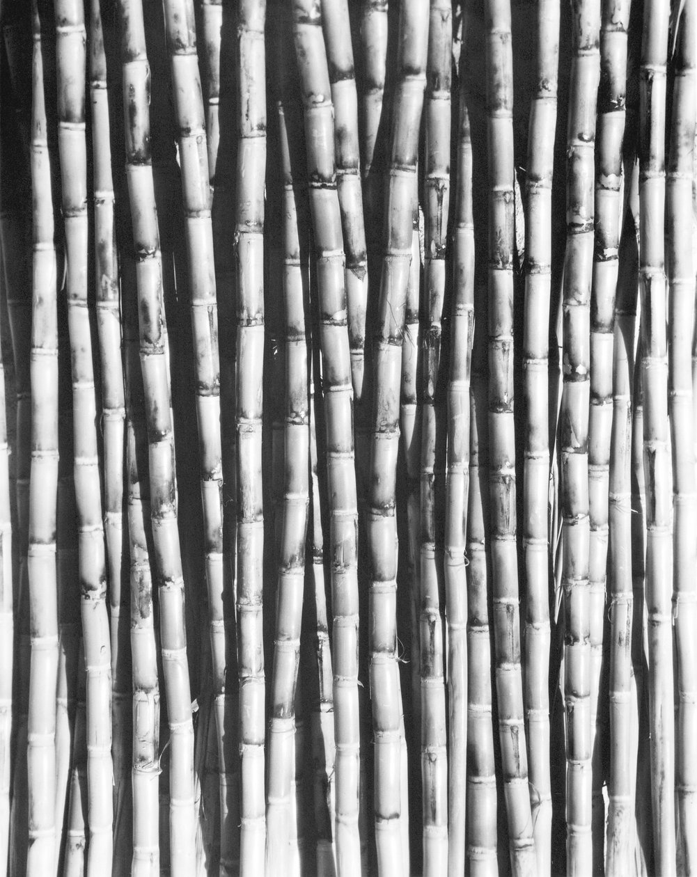 Suikerriet, Mexico, 1929 door Tina Modotti