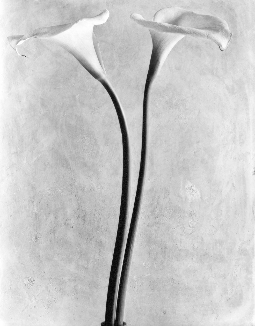 Calla lelies, Mexico-Stad, 1925 door Tina Modotti