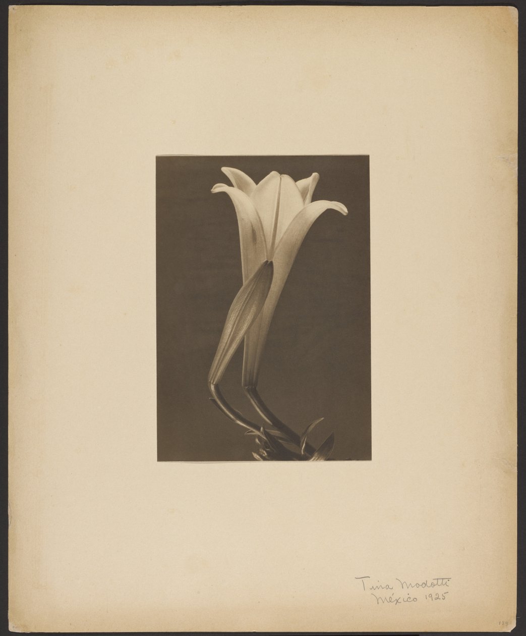 Nr. 1. door Tina Modotti