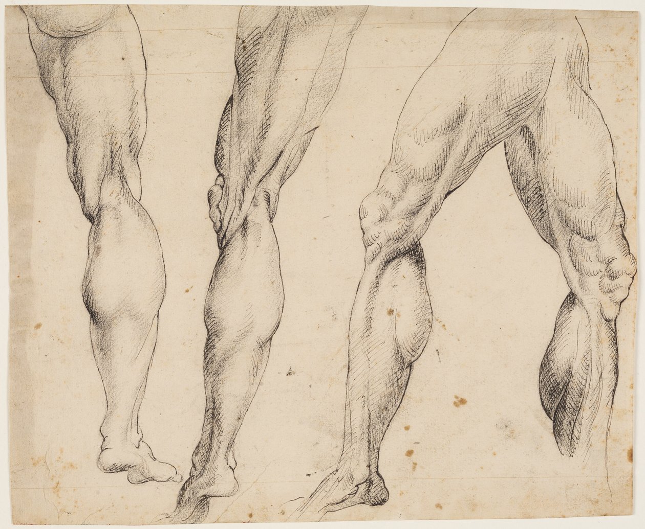 Ben. Anatomische studies door Ubekendt