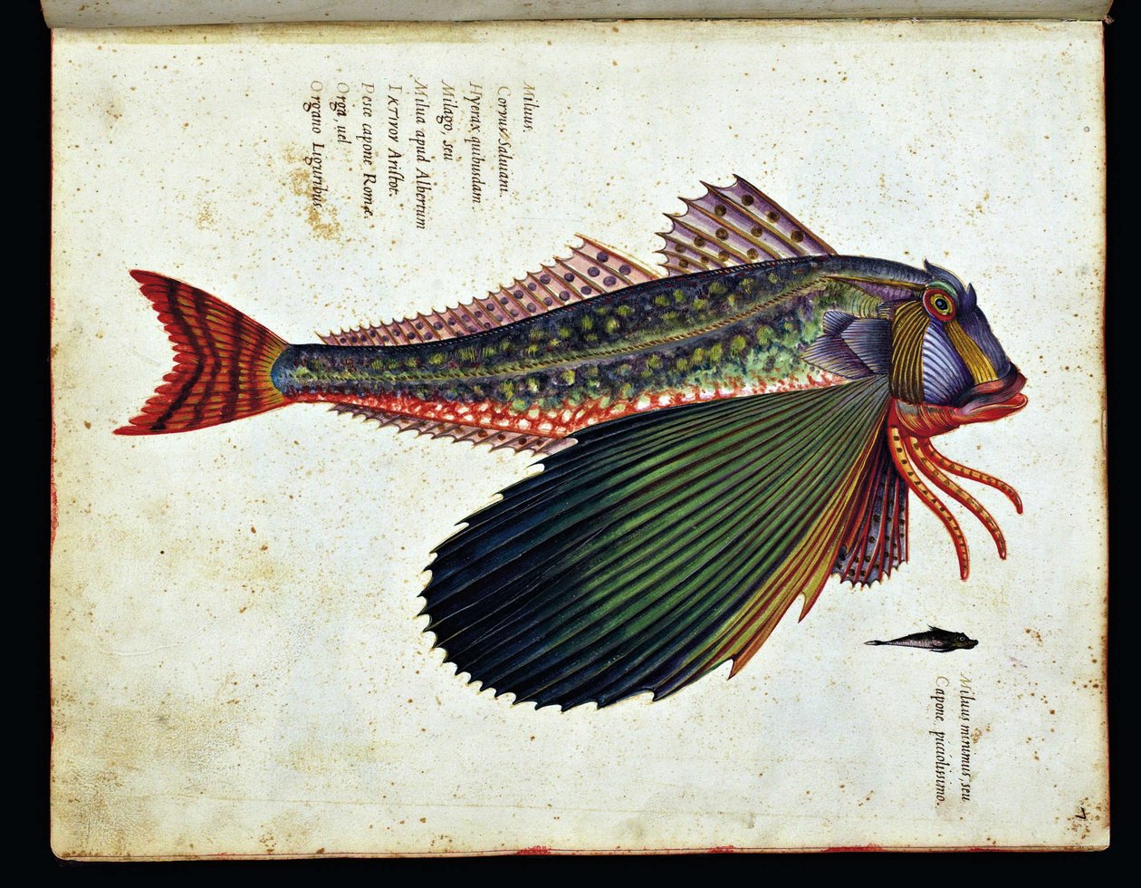 Onbekend schilderij door Ulisse Aldrovandi