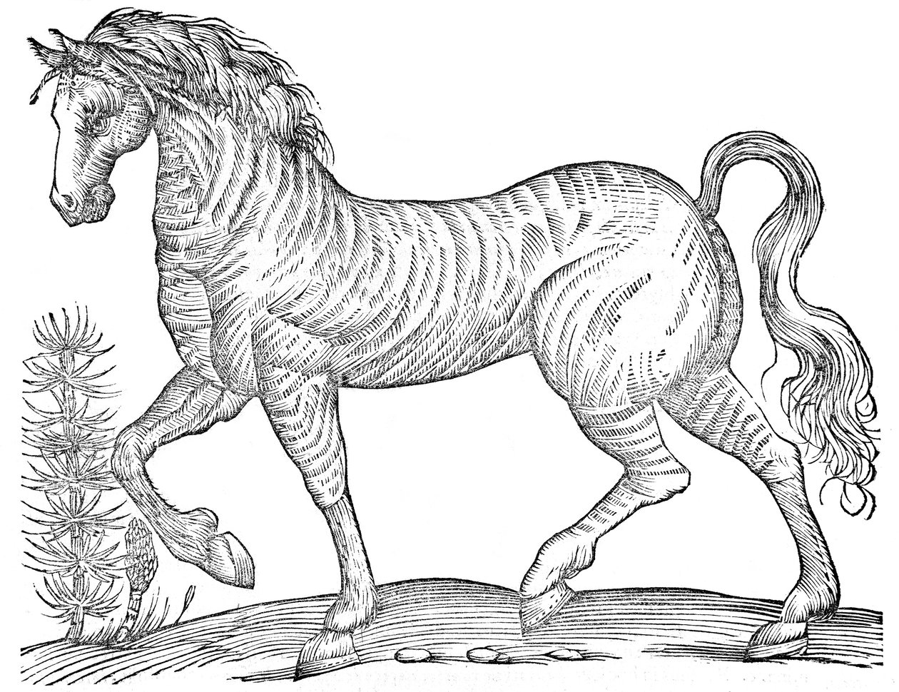De quadrupedibus solidipedibus volumen integrum door Ulisse Aldrovandi