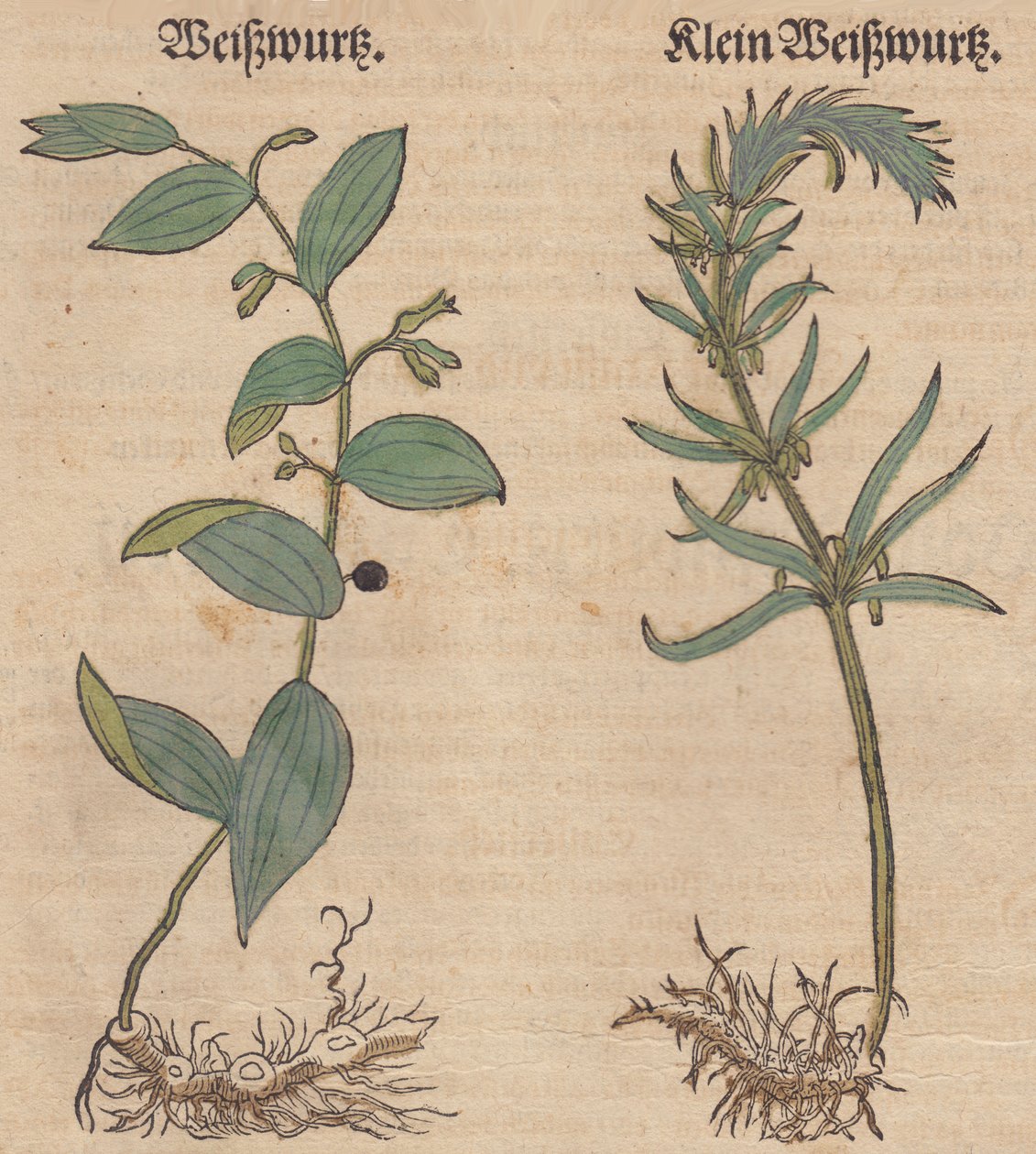 Afbeelding van Polygonatum multiflorum en Polygonatum verticillatum door Unbekannt Unbekannt