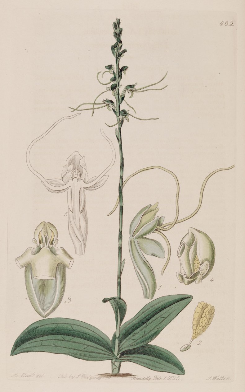 Illustratie van Peristylus tentaculatus (als syn. Glossula tentaculata) door Unbekannt Unbekannt