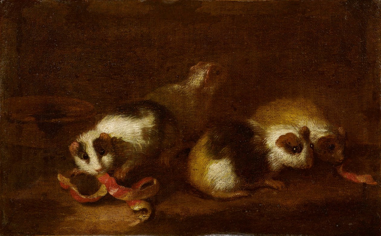 Cavia