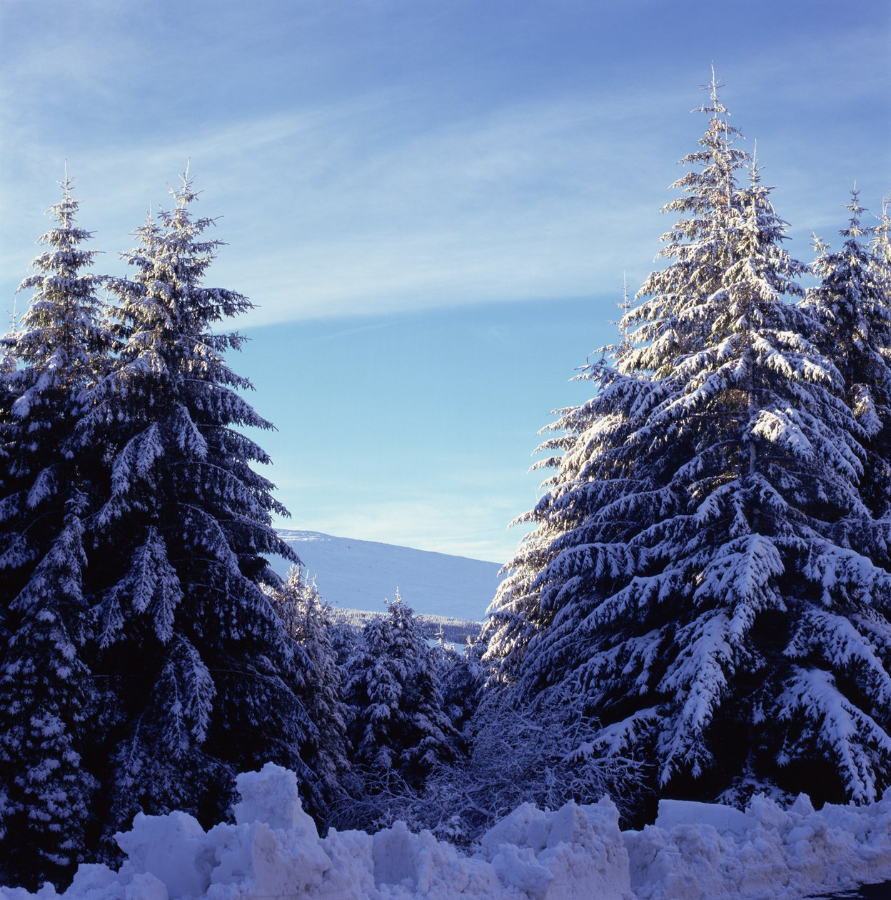 Met Sneeuw Bedekte Sparren op de Wicklow Mountains door Unbekannt Unbekannt