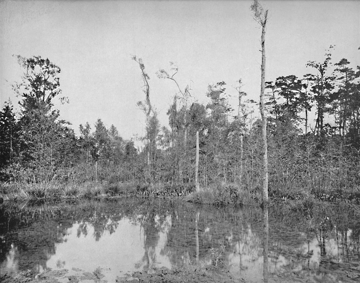 Een Moeras in Louisiana, ca. 1897 door Unbekannt