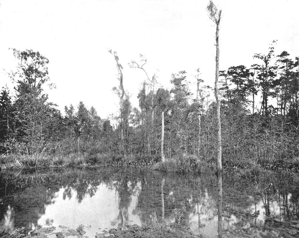 Een moeras in Louisiana, VS door Unbekannt