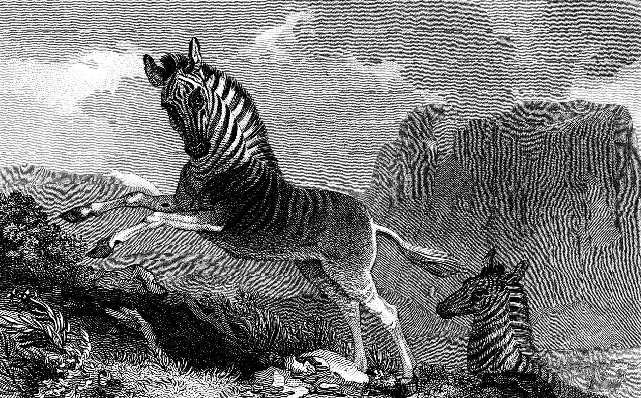 Een Quagga, 1815 door Unbekannt