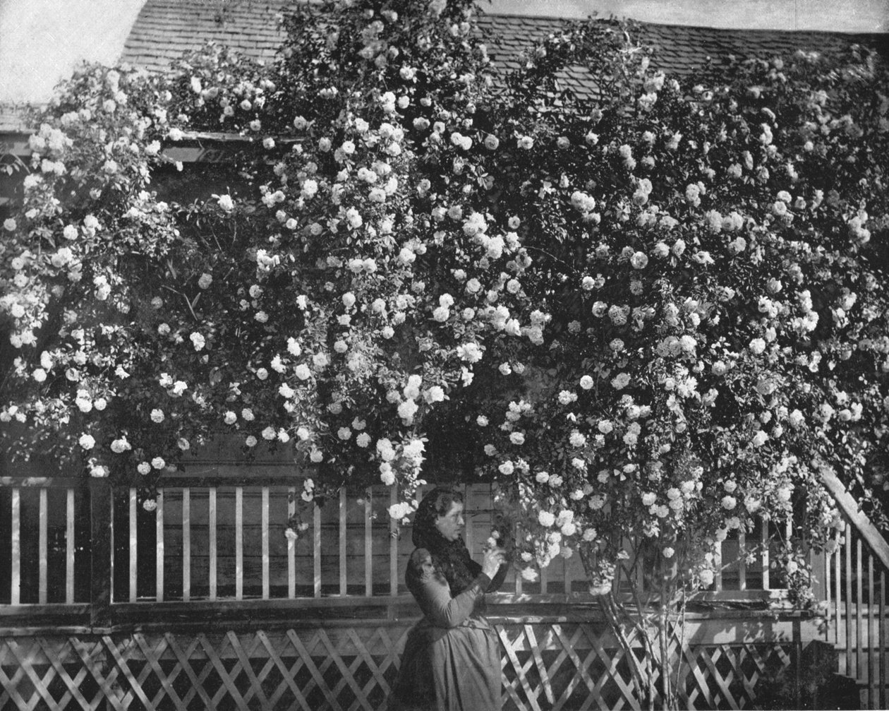 Een met Rozen Versierd Huis, Zuid-Californië, VS, ca. 1900 door Unbekannt