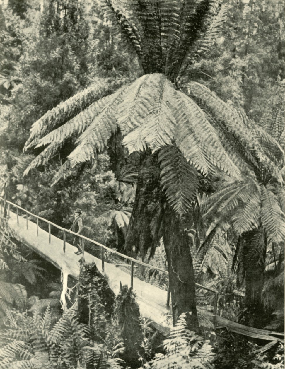 Een rustieke brug, 1901 door Unbekannt