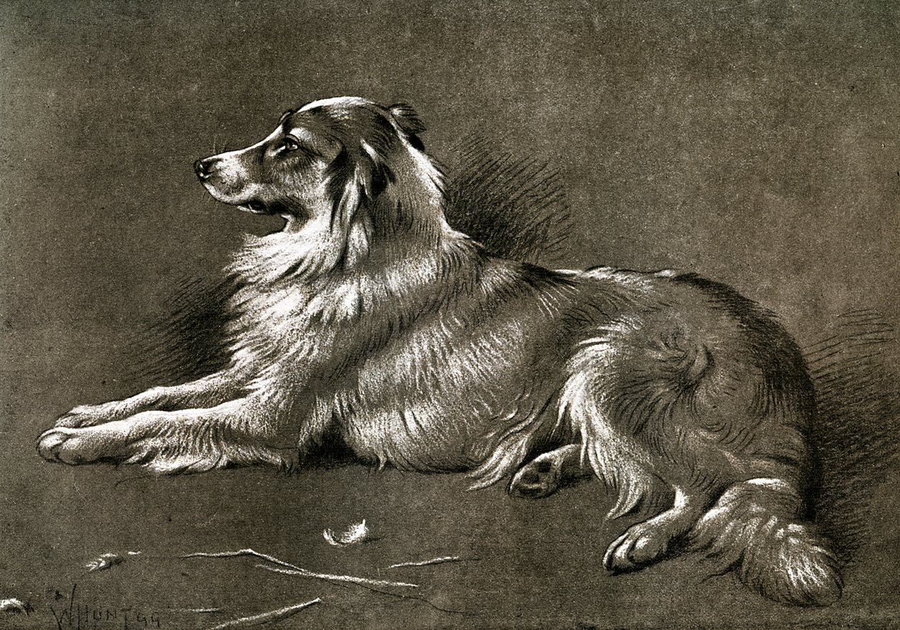 Een herdershond, 1901 door Unbekannt