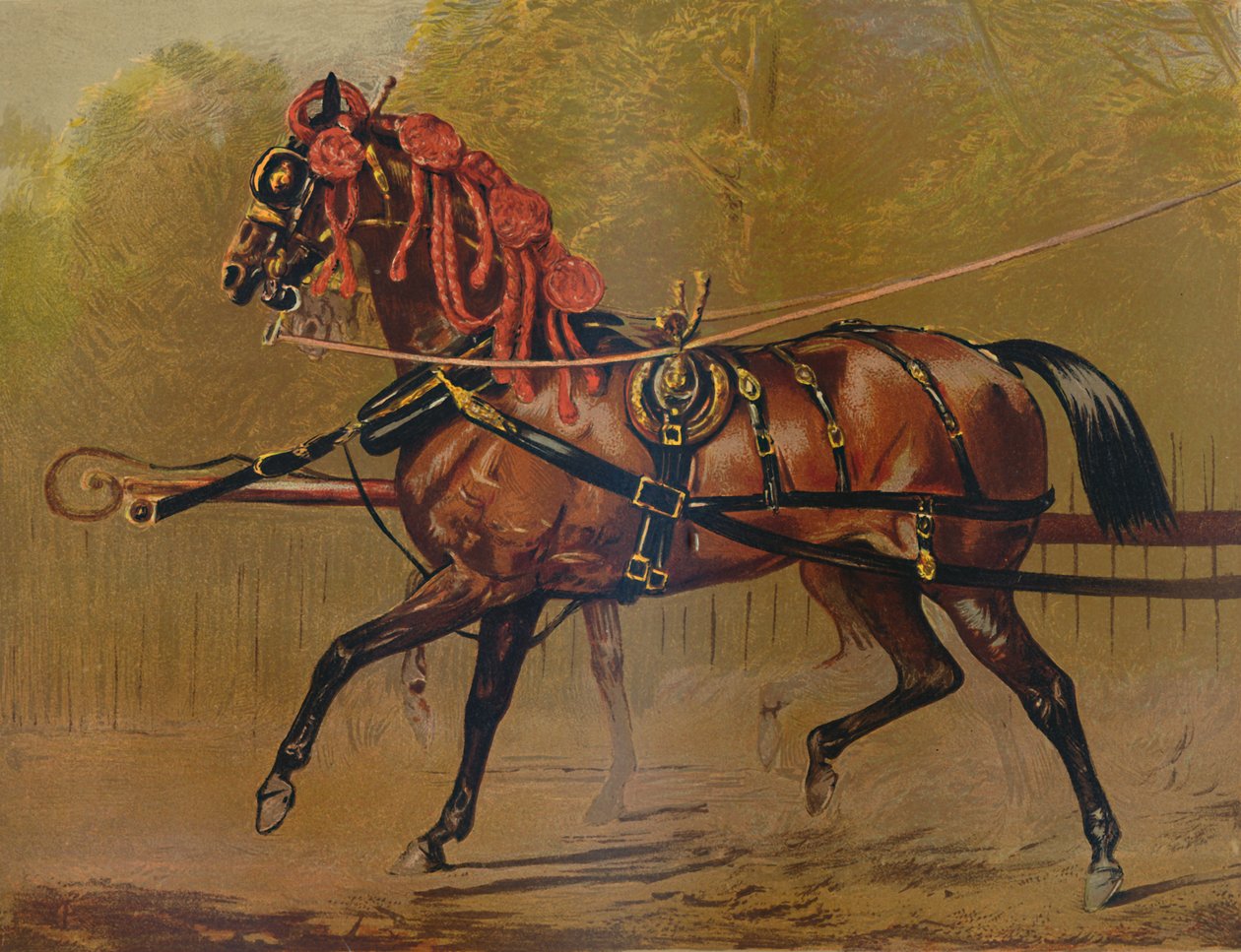 Een staatskoetspaard, ca. 1879 door Unbekannt