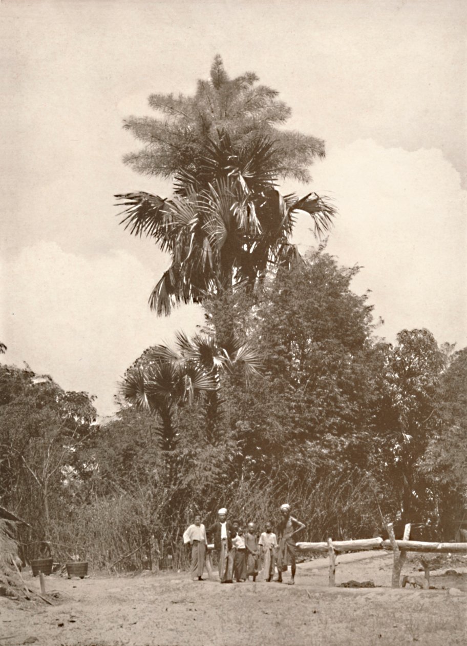 Een Talipot Palm in Bloei, 1900 door Unbekannt