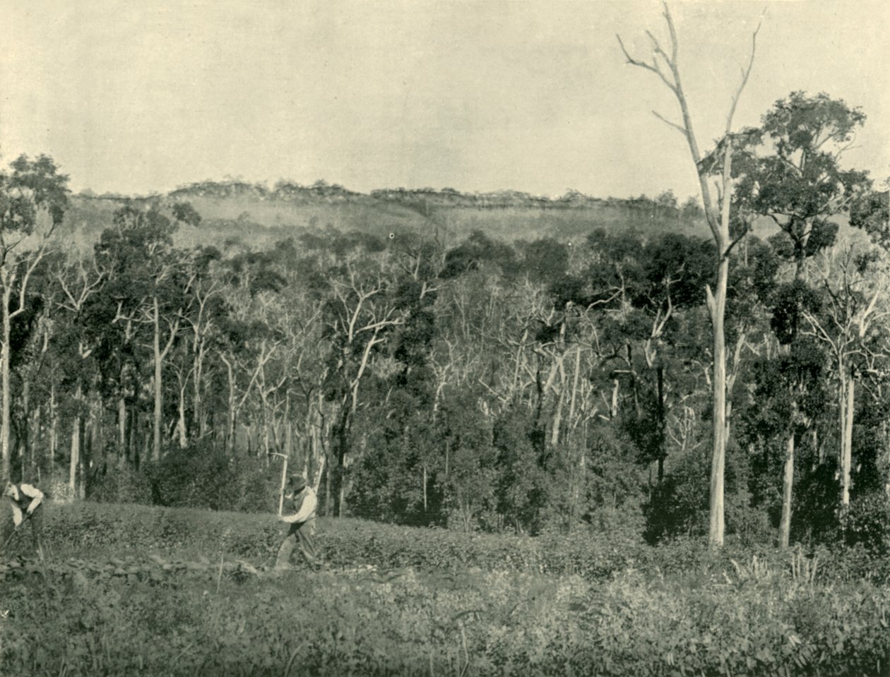 Een Victoriaanse bergboerderij, 1901 door Unbekannt