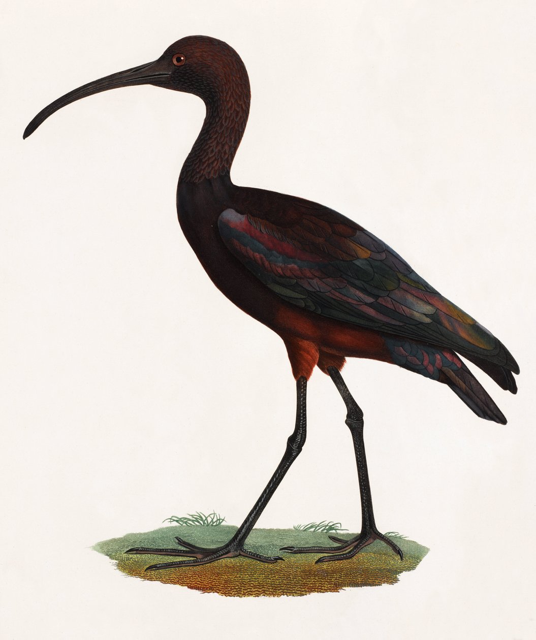 Een kleurenillustratie van een langbekvogel door Unbekannt