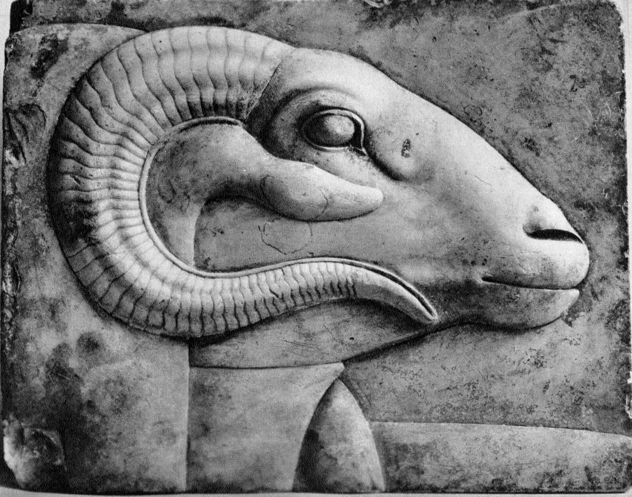 Een ramskop, Egypte, 1936 door Unbekannt