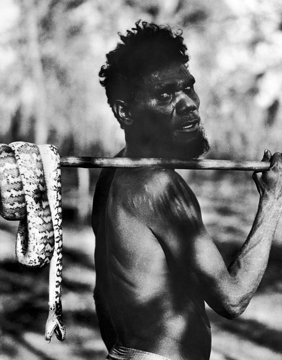 Aborigine met Slang door Unbekannt