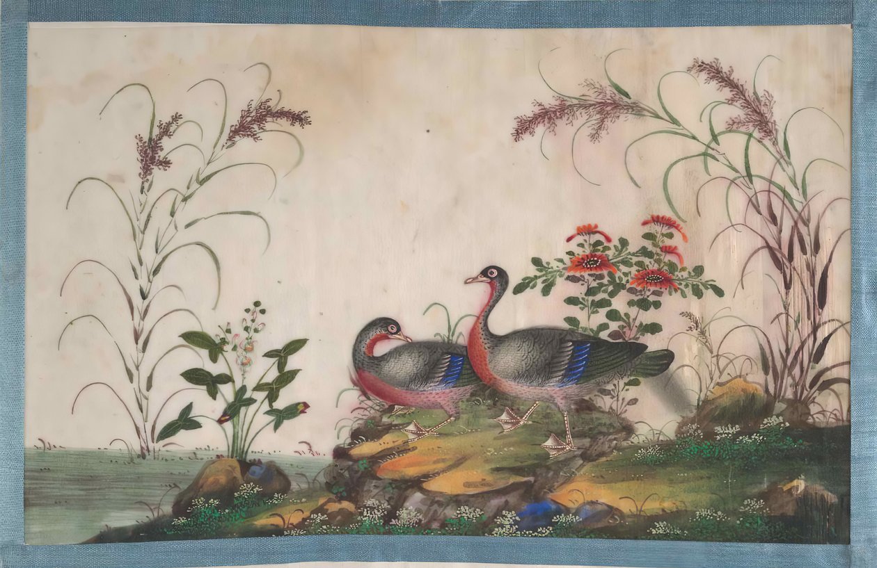 Album met twaalf schilderijen van vogels, 19e eeuw door Unbekannt