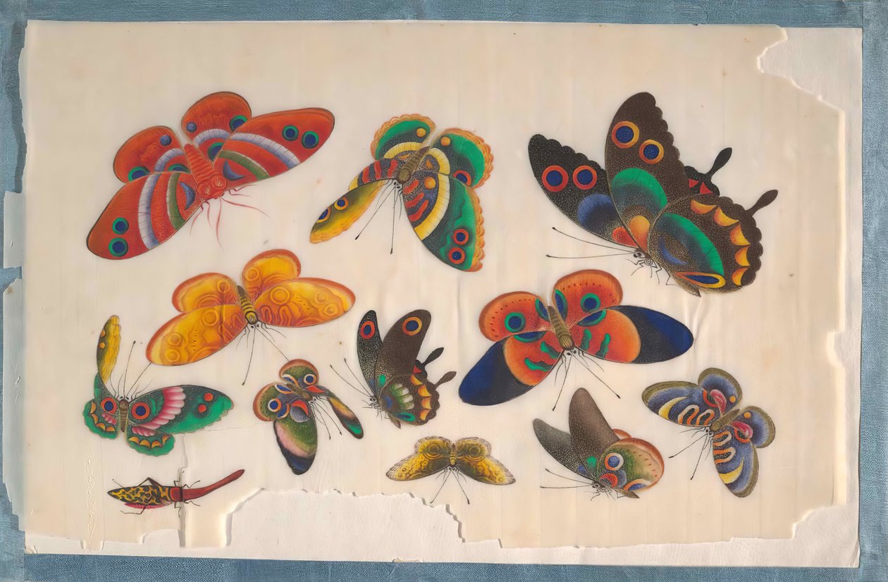 Album met twaalf schilderijen van insecten, 19e eeuw door Unbekannt