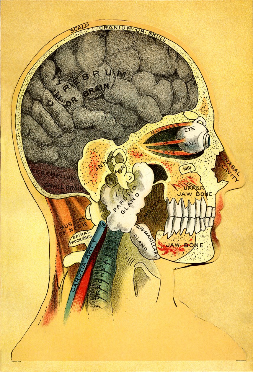 Anatomische kaart, het hoofd 1905 door Unbekannt