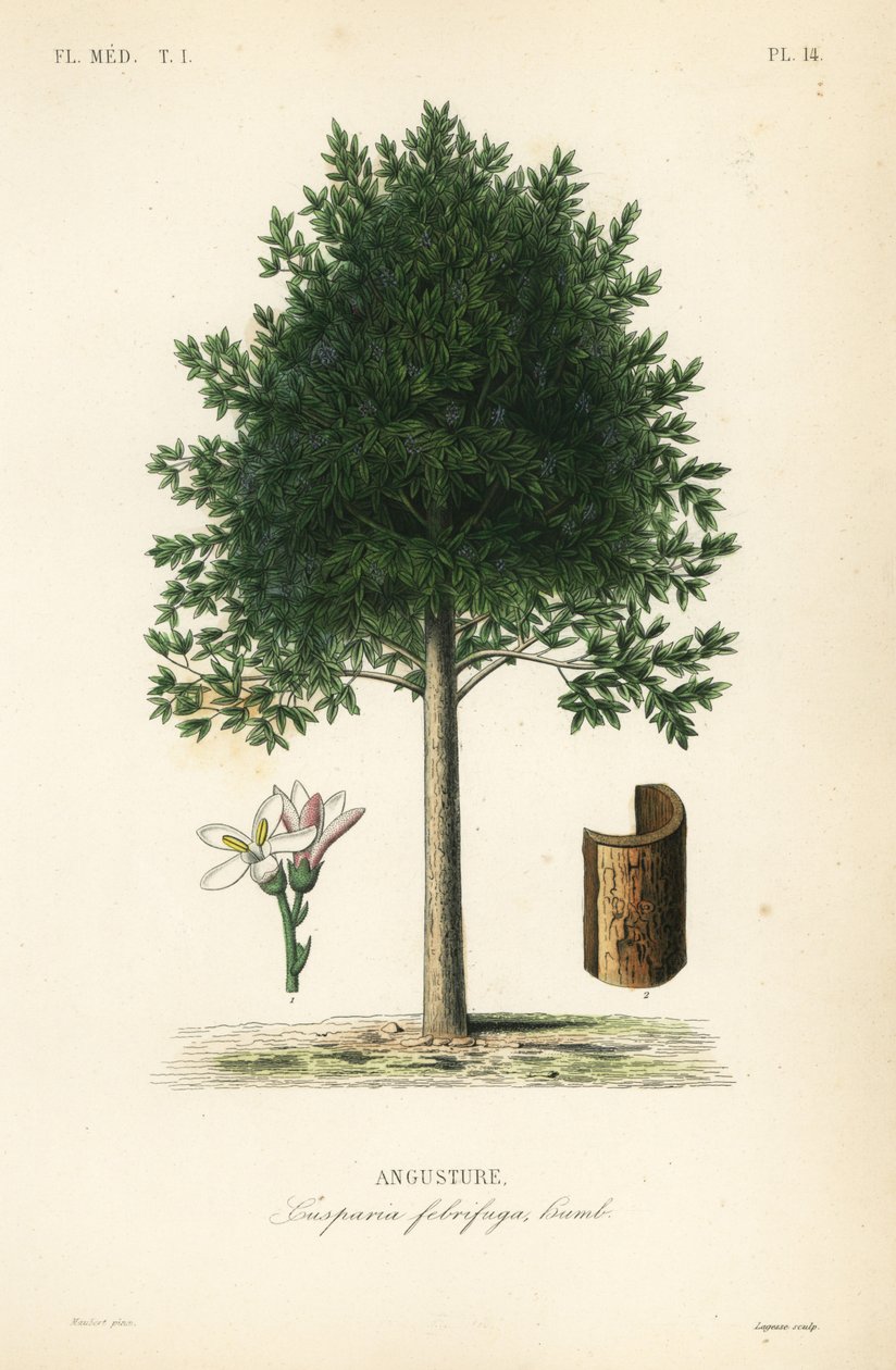 Angostura trifoliata, Cusparia febrifuga, Angusture door Unbekannt