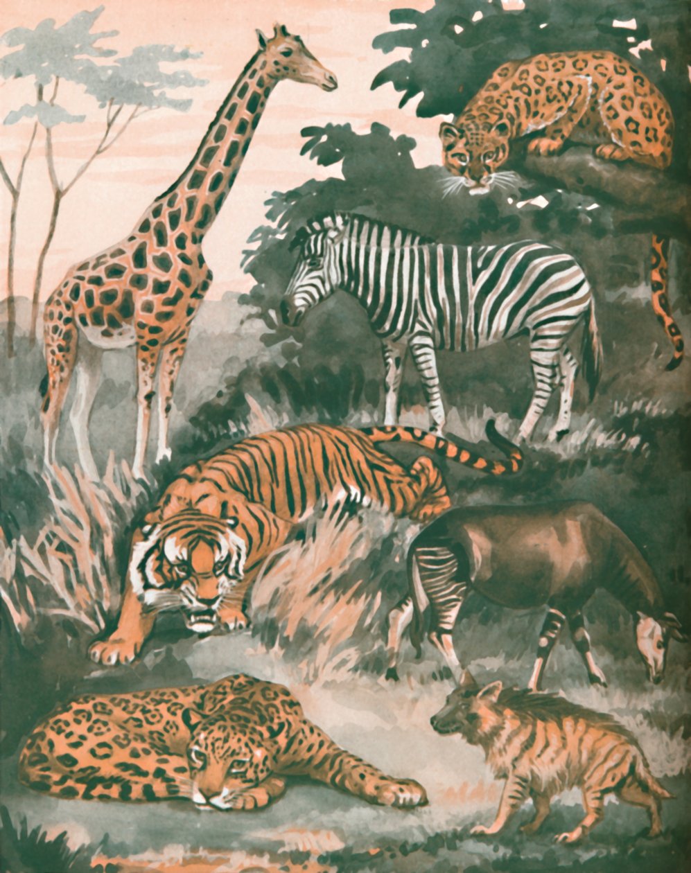Dieren geholpen door vlekken en strepen, 1935 door Unbekannt