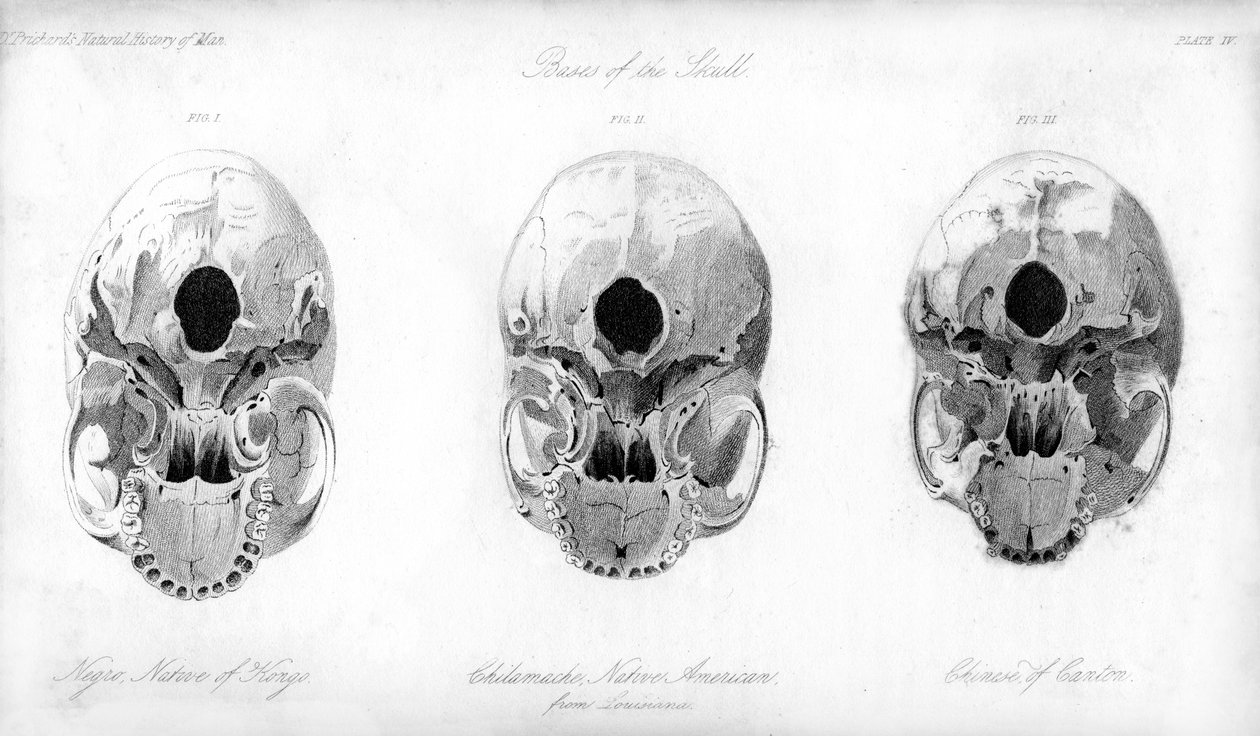 Basis van de schedel, 1848 door Unbekannt