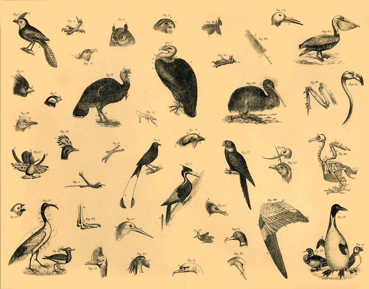 Vogels, ca. 1910 door Unbekannt