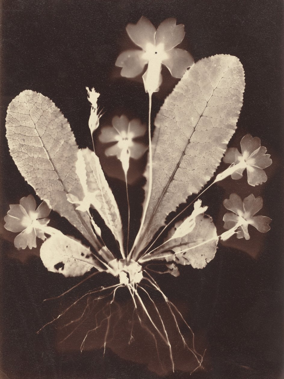 Botanische Fotogram, 1860s door Unbekannt