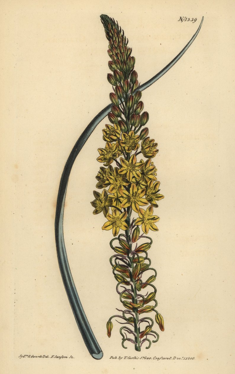 Bulbine asphodeloides (Blauwe anthericum) door Unbekannt