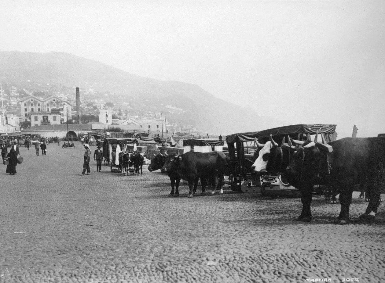 Ossenwagens, Madeira, Portugal, ca. 1920s-1930s door Unbekannt