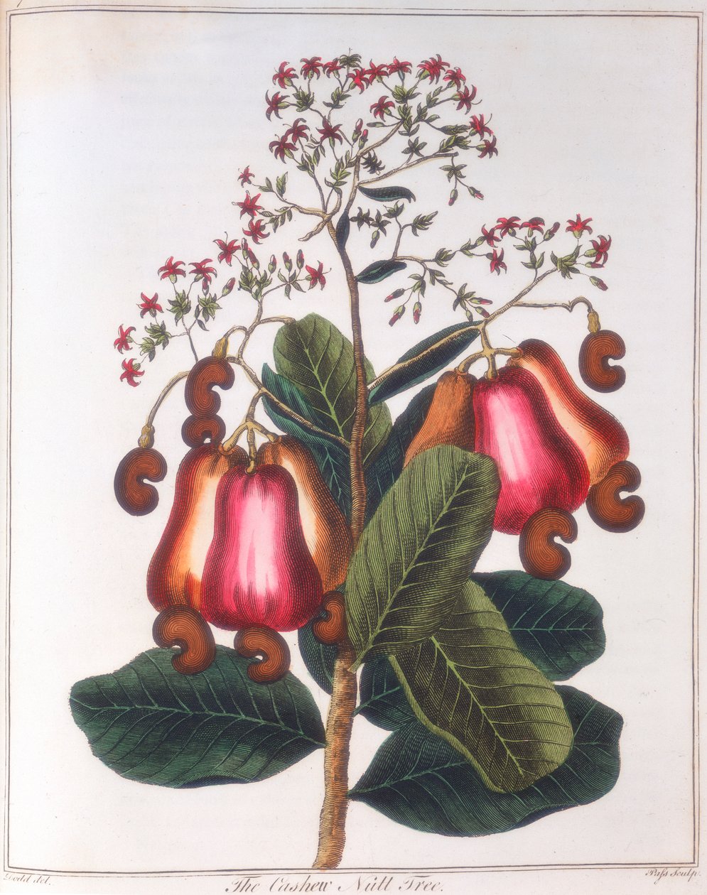 Cashewnoot - Anacardium occidentale, c1798 door Unbekannt