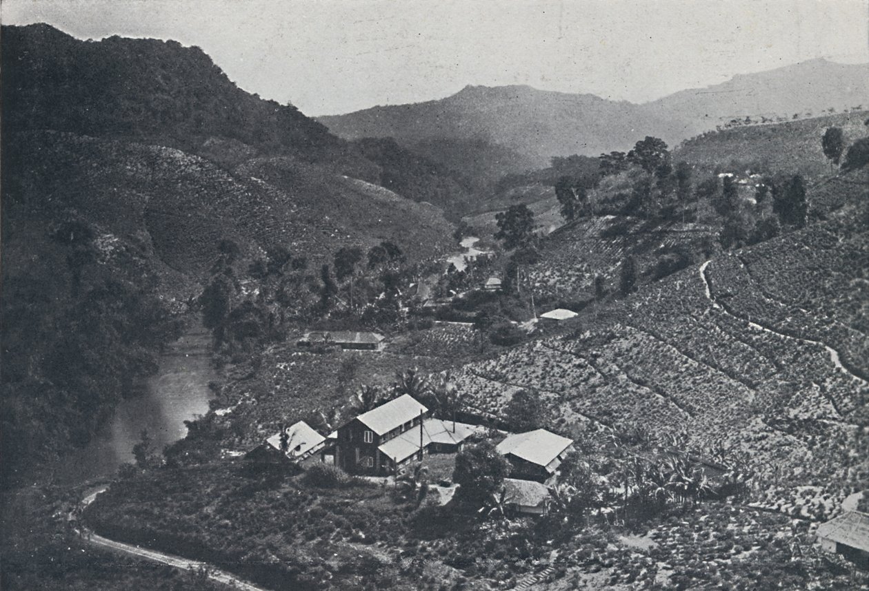 Cingalese theeplantage, 1924 door Unbekannt