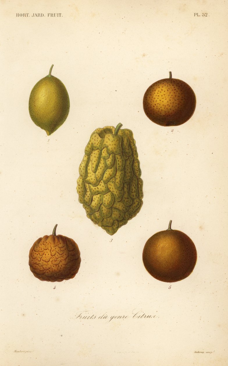 Citrusvruchten door Unbekannt
