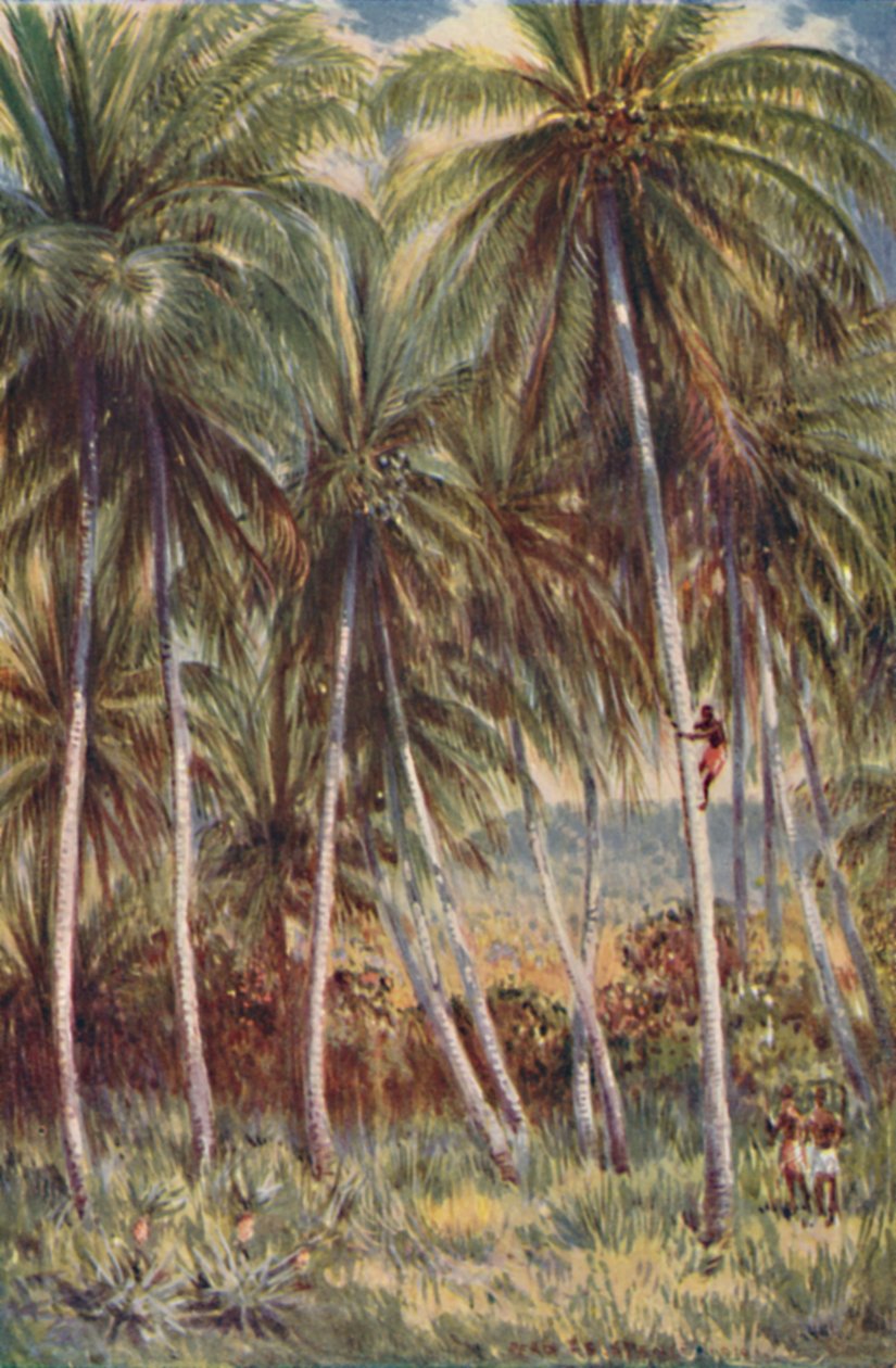 Kokospalmen in Noord-Queensland, 1923 door Unbekannt