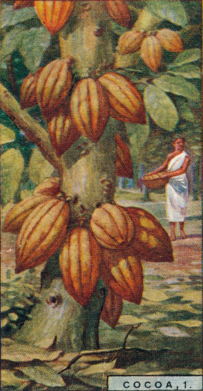 Cacao, 1. - Cacaoboom, Trinidad, 1928 door Unbekannt