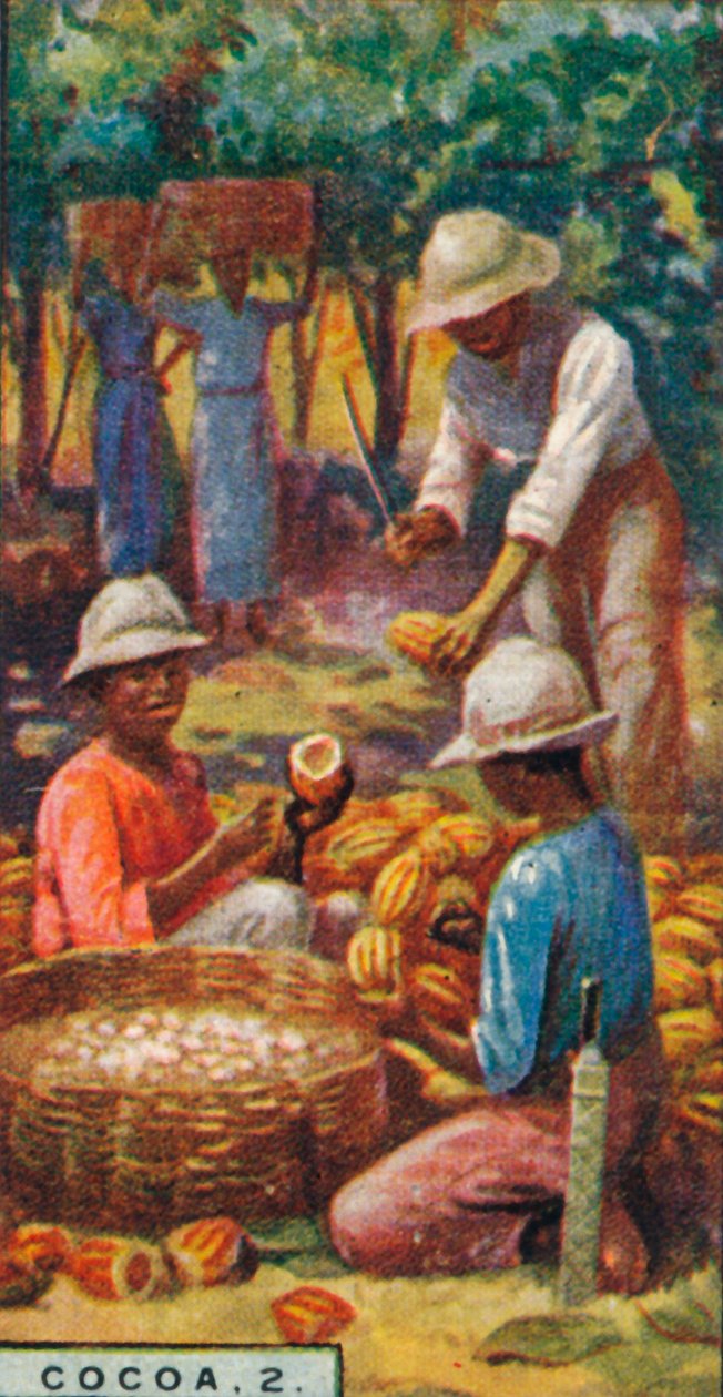 Cacao, 2. - Het openen van de peulen, Trinidad, 1928 door Unbekannt