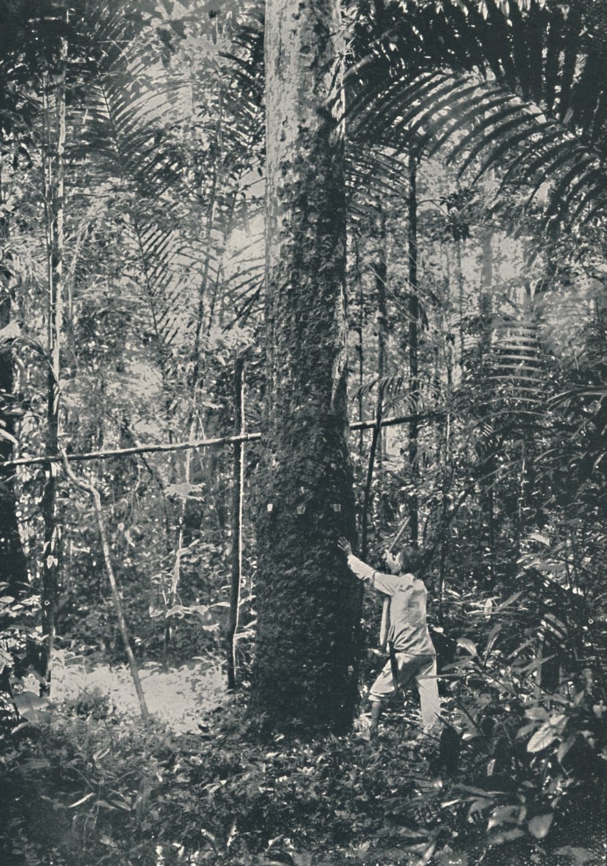 Rubber verzamelen, 1916 door Unbekannt