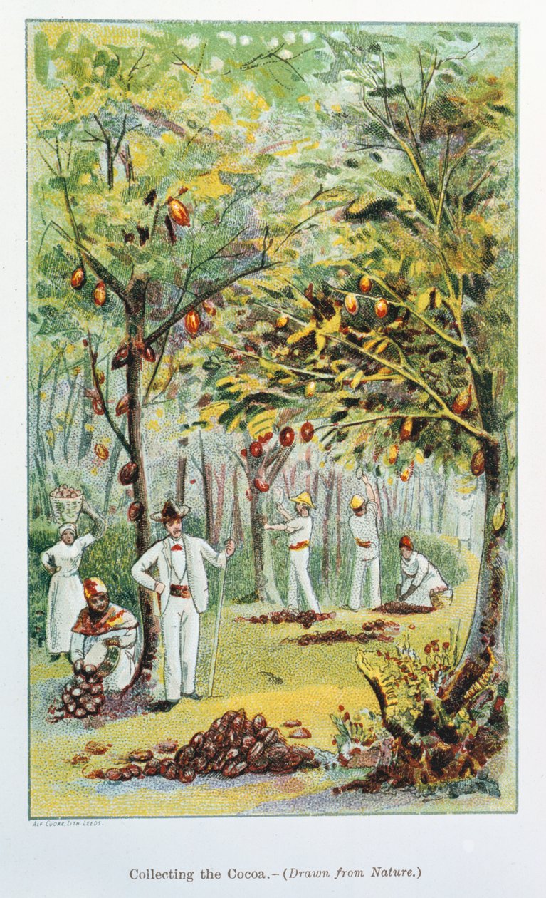 Cacao verzamelen, Venezuela, 1892 door Unbekannt