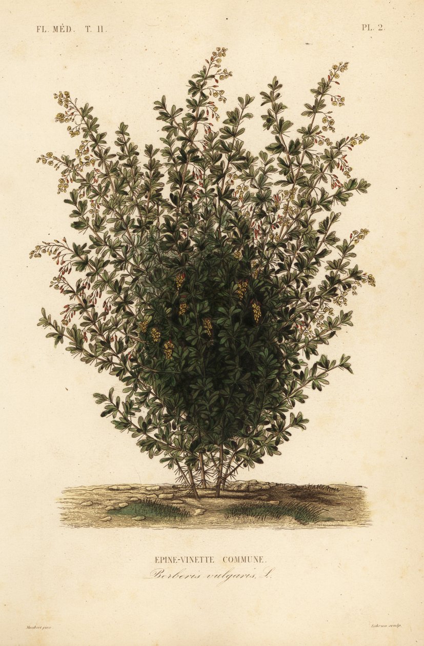 Gewone berberis, Berberis vulgaris door Unbekannt