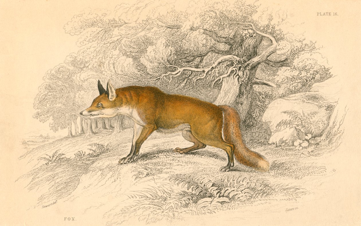 Gewone of rode vos Vulpes vulpes, 1828 door Unbekannt