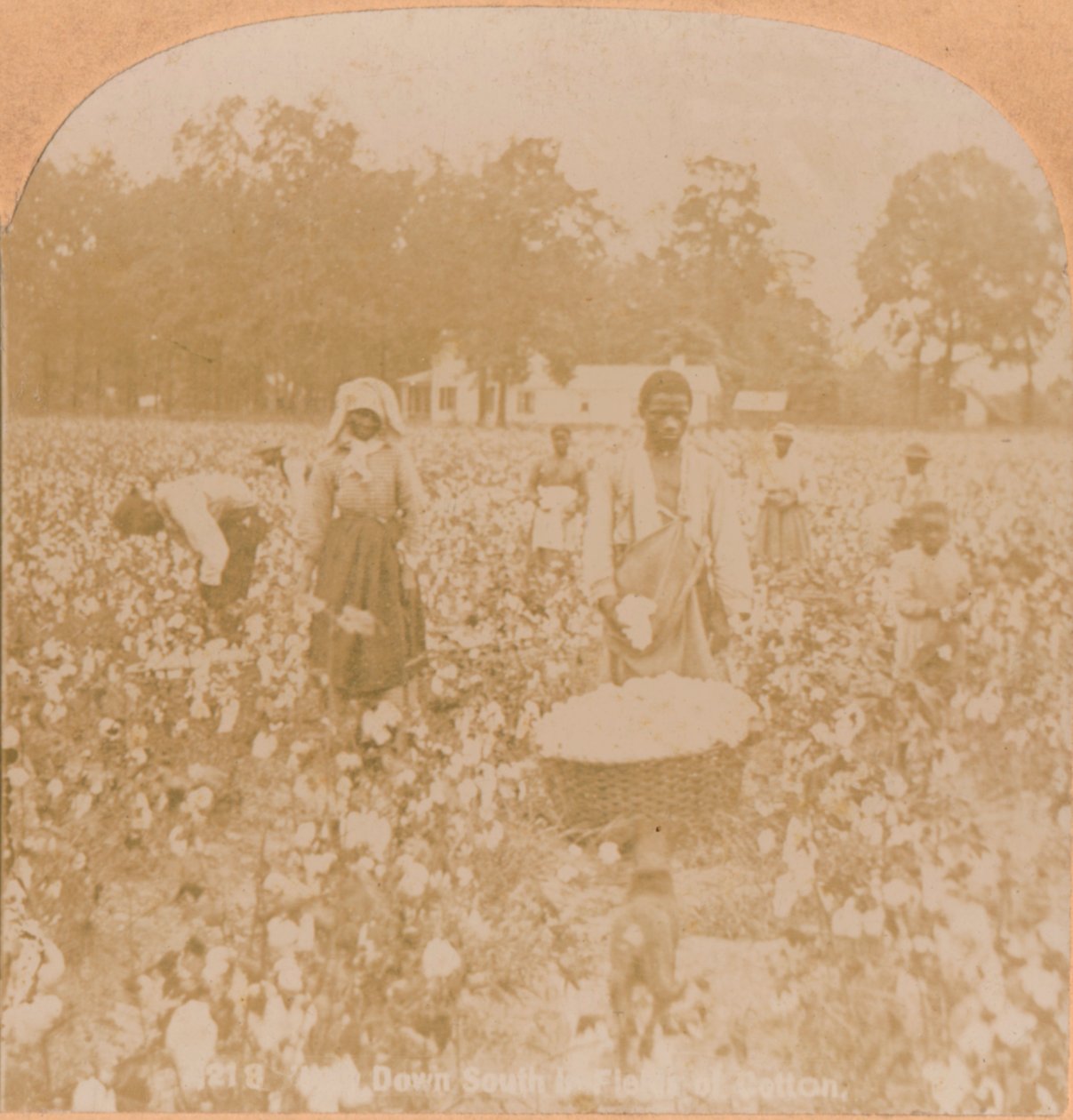 Katoenplukken, ca. 1900 door Unbekannt