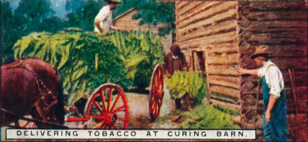 Tabak afleveren bij de droogschuur, 1926 door Unbekannt