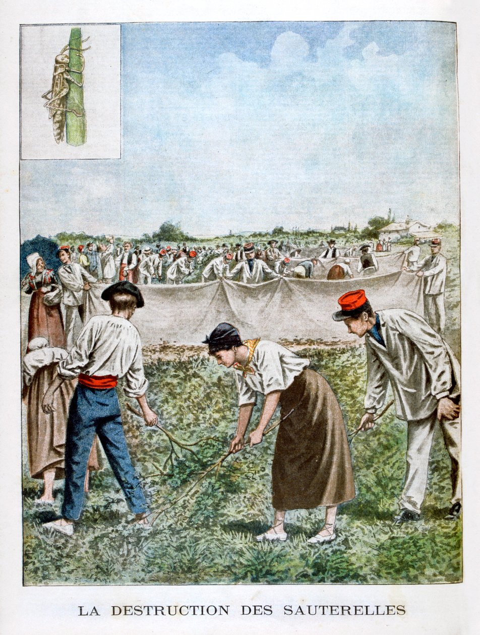 Het Vernietigen van de Sprinkhaan, 1901 door Unbekannt