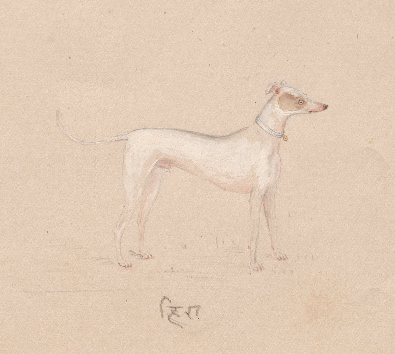 Hond, 1800s door Unbekannt