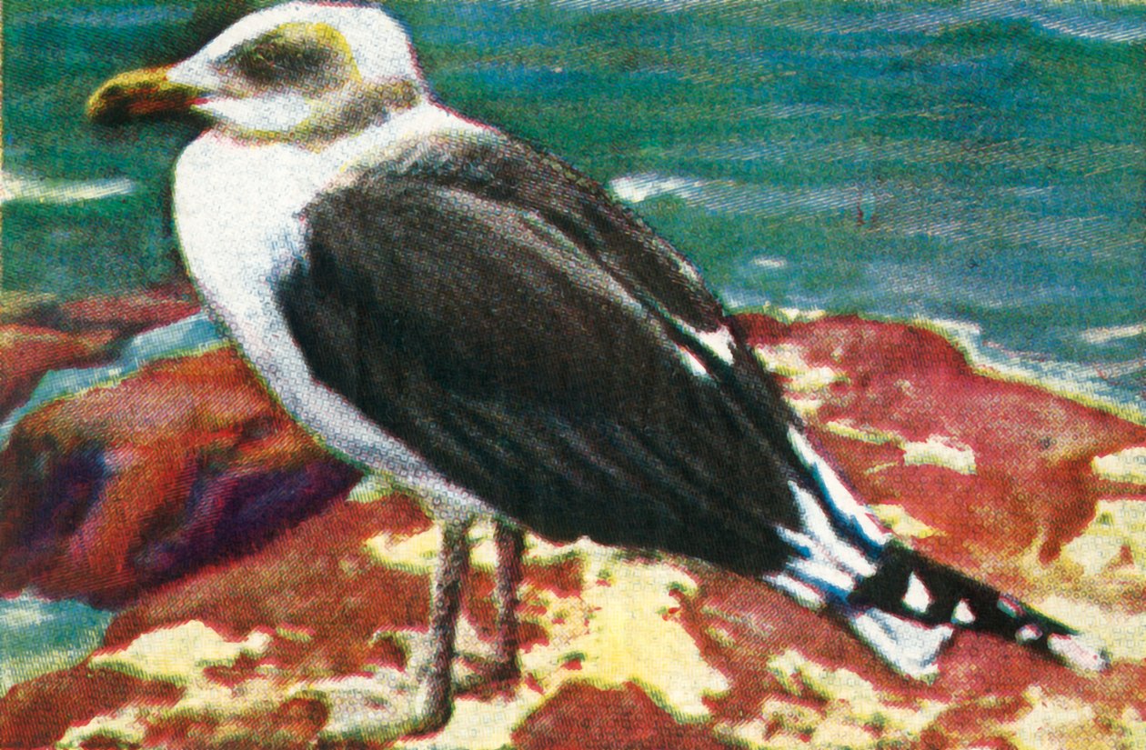 Dominicaanse meeuw, ca. 1928 door Unbekannt